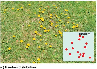 Random distribution in dandelions