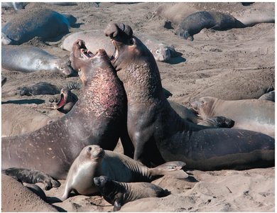 Elephant seals on a beach, illustrating population recovery