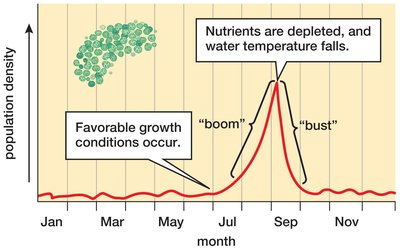 Boom-and-bust cycle in photosynthetic bacteria