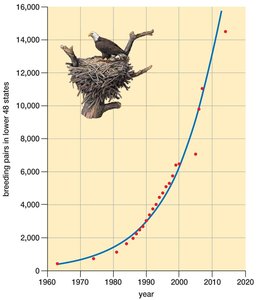 Exponential growth of the bald eagle population in the lower 48 United States