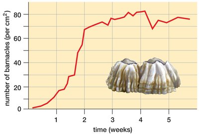 Logistic curve in barnacle populations