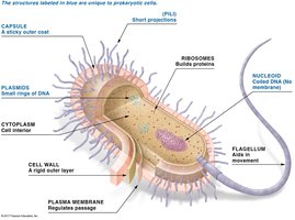 Detailed diagram of prokaryotic cell structure