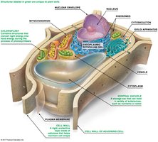 Structure of an idealized plant cell