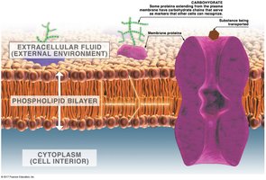 Structure of a plasma membrane