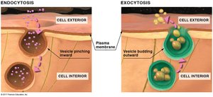 Endocytosis and exocytosis