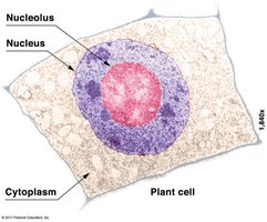 Nucleolus within the nucleus
