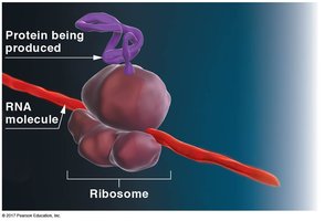 Protein synthesis at ribosome