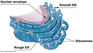 Structure of the endoplasmic reticulum