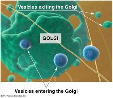 Vesicles entering and exiting the Golgi apparatus