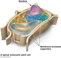 Diagram of a typical eukaryotic plant cell