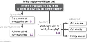 Chapter roadmap for carbohydrates