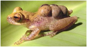 Frog with eggs on back