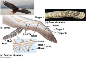 Bird wing and feather structure