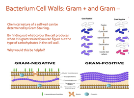 Diagram of Gram-positive and Gram-negative cell walls