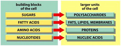 Table of the four classes of biological molecules
