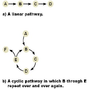 Linear and cyclic metabolic pathways diagram