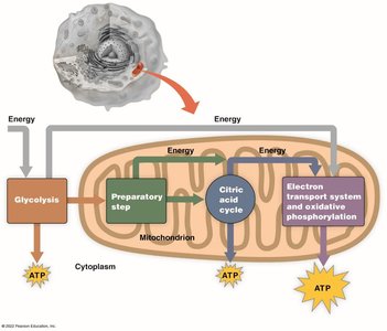 Overview of cellular respiration and energy production in a eukaryotic cell