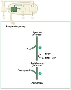 Preparatory step: conversion of pyruvate to acetyl CoA