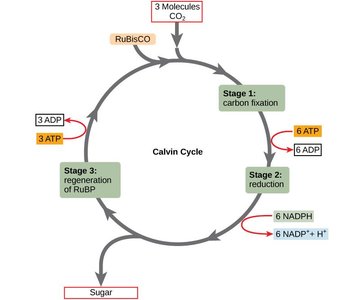 Calvin Cycle diagram