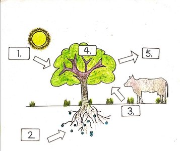 Photosynthesis process diagram