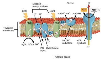 Light-dependent reactions diagram