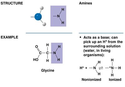 Amino group structure and example: glycine