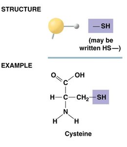 Sulfhydryl group structure and example: cysteine