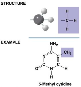 Methyl group structure and example: 5-methyl cytidine