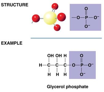 Phosphate group structure and example: glycerol phosphate