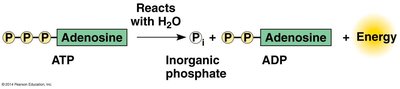 ATP hydrolysis: ATP to ADP plus energy