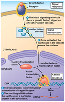Signal transduction leading to gene expression