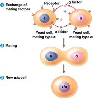 Yeast cell signaling and mating types