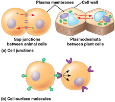 Cell junctions and cell-surface molecules in local signaling