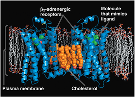 Structure of a G protein-coupled receptor in the plasma membrane