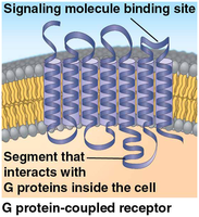 Diagram of a G protein-coupled receptor