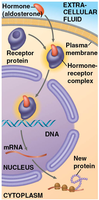 Intracellular receptor signaling pathway