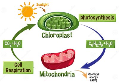 Overview of photosynthesis and cellular respiration