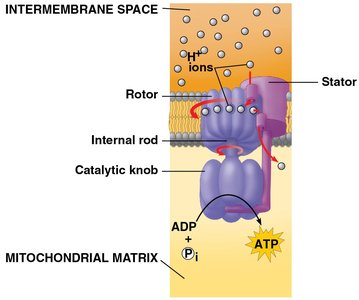 ATP synthase and chemiosmosis
