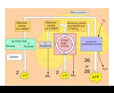 ATP yield from cellular respiration