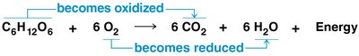 Redox reaction in cellular respiration
