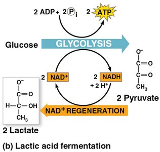Dairy products from lactic acid fermentation