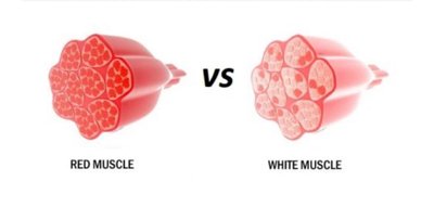 Metabolic fork: fermentation vs respiration