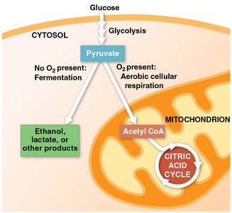 Catabolic pathway versatility