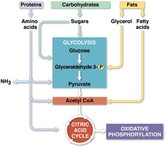 Feedback regulation in cellular respiration