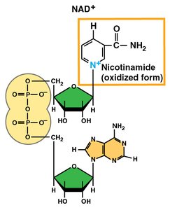 Structure of NAD+