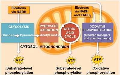 Overview of cellular respiration stages