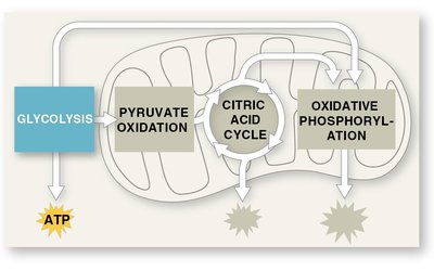 Cellular respiration pathway overview