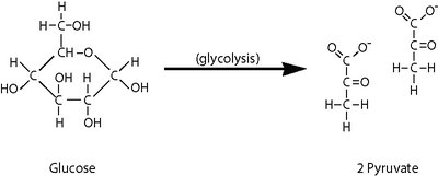 Glycolysis: Glucose to pyruvate