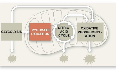 Pyruvate oxidation step
