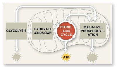 Citric acid cycle overview
